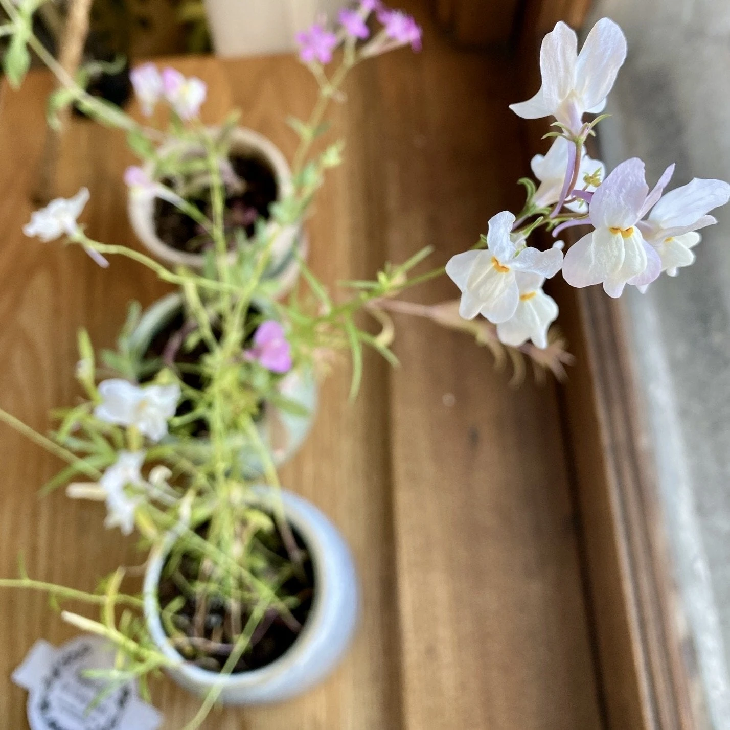 Greta Vegan Soy Candle + Planter - Image 4