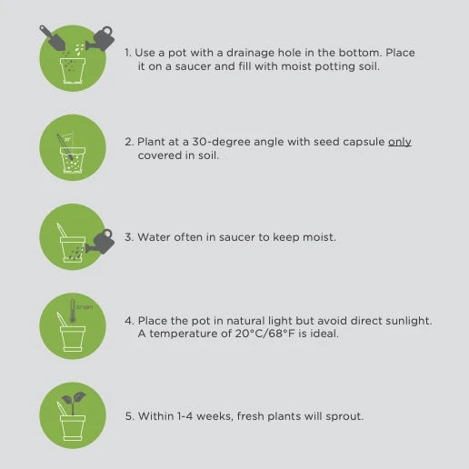 Plantable Pencils Mixed Pack - 8pk - Image 3