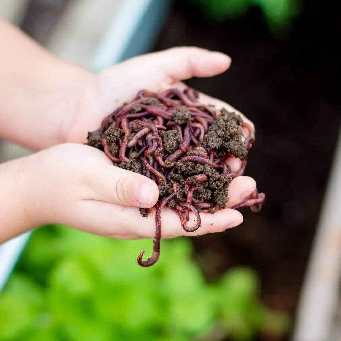 Subpod In-Garden Compost System - Image 4